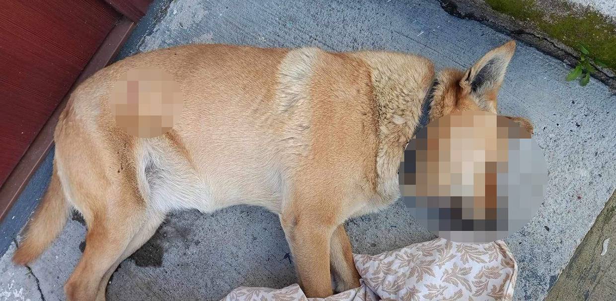 Buscan justicia para 'Nala', mascota asesinada