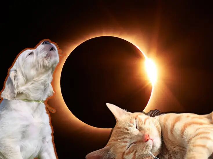Eclipse total de Sol: Esto es lo que les puede pasar a tus mascotas