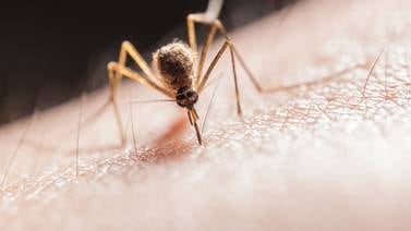 Arkansas ha confirmado el último caso de malaria adquirida localmente en los Estados Unidos