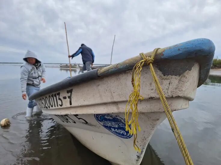 Sonora: A “puro pulmón” extraen pescadores de Yavaros el callo de hacha
