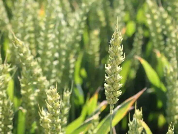 Apuestan  campos de Sonora a mejoras en semilla de trigo para mayor producción 
