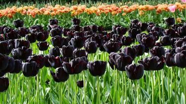 Estos son los tipos de plantas negras más bellas