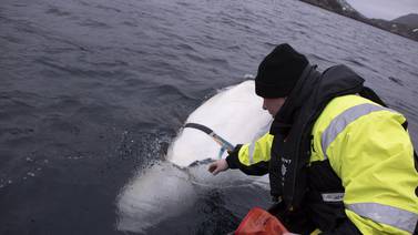 Ballena beluga 'juguetona' se deja acariciar en el Ártico