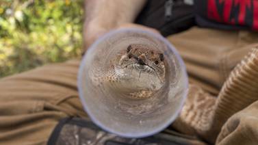 San Diego Zoo estudia serpientes de cascabel