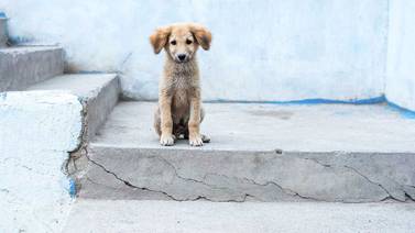 Hasta 25 millones de perros y gatos en México viven en situación de calle