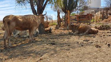 Prolongada sequía “castiga” a ganaderos de la región del Mayo