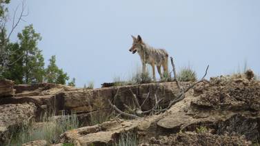 Muere coyote hembra que fue rescatado en bulevar Ganaderos