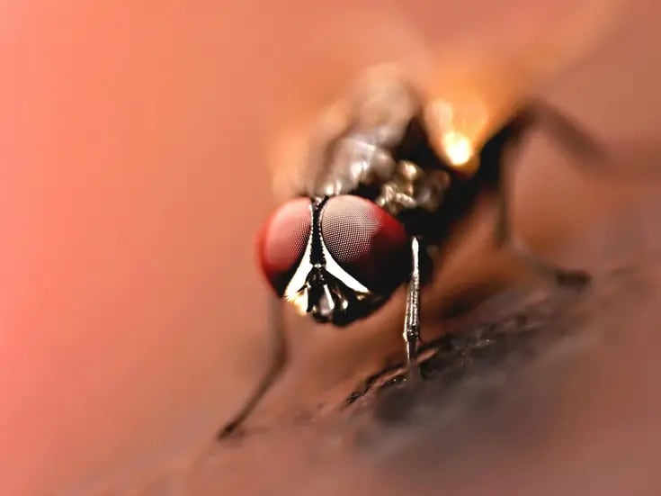 ¿Por qué es tan difícil atrapar a una mosca? CurioCiencia lo explica