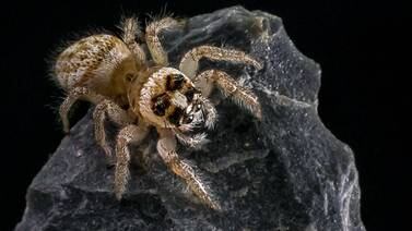 Estudian en Cicese especie de araña que ‘salta y danza’ 