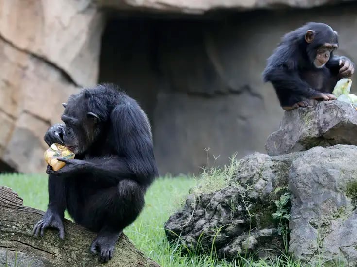 Los chimpancés van perfeccionando su capacidad de aprendizaje a lo largo de la vida