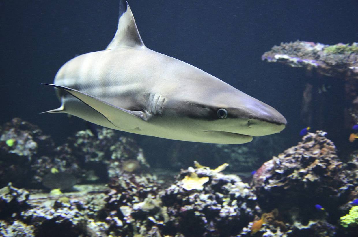 Fotografía ilustrativa de tiburón / Pixabay