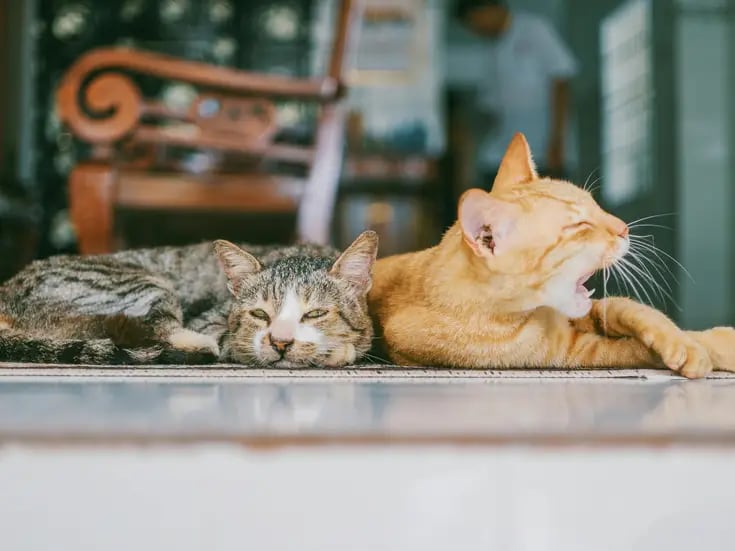 Rescatista pide apoyo para construir 'catio' para gatos