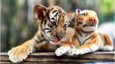 Buscan nombre para nueva cría de tigre del Zoológico de Culiacán