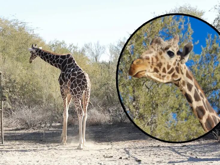 Muere la querida jirafa “Pancho” del Centro Ecológico de Sonora