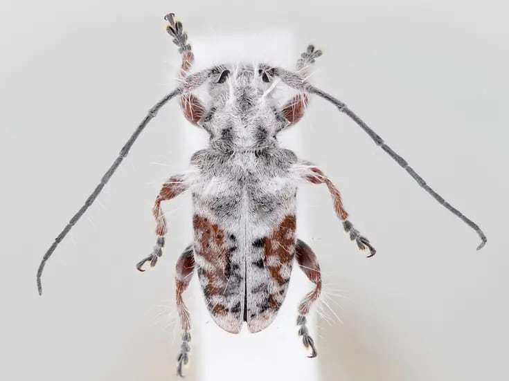 Descubre nuevo escarabajo ‘peludo’ en Australia después de confundirlo con excremento de pájaros