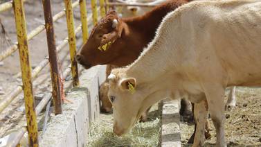 Exportación de ganado sonorense incrementó un 62.5% en comparación con el año pasado