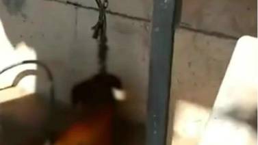 VIDEO: Muere perrito ahorcado con su propia correa; vecinos acusan negligencia del dueño