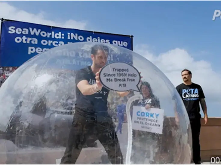 Christopher Uckermann pide Liberar a Corky en 60 aniversario de SeaWorld