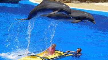 Senado analizará prohibición de delfines y focas en espectáculos de entretenimiento