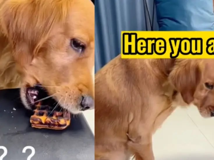 VÍDEO VIRAL: Cachorro le comparte un waffle quemado a un puerquito
