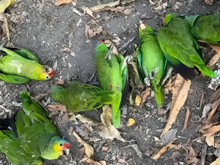 Aves mueren por el calor extremo en la Huasteca Potosina  