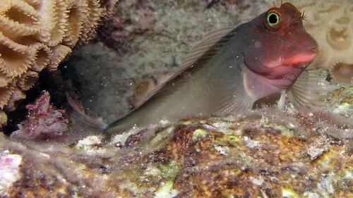 Descubren parásito global en peces de Arrecife Tropical