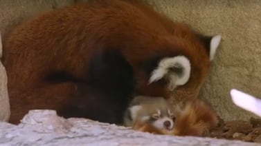 Panda rojo en peligro de extinción nace en zoológico de San Diego