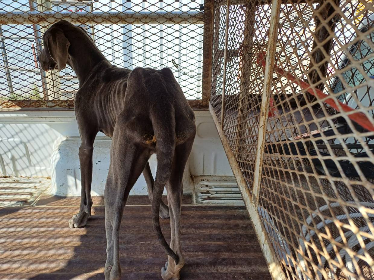 Uno de los perros, de raza gran danés, fue encontrado en estado de desnutrición.