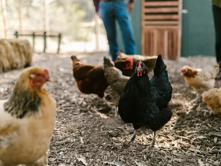 La lección de un niño granjero a una vegana que le había criticado por criar gallinas