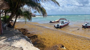 Sargazo: Masa de algas marinas se dirige a Florida poniendo en riesgo el turismo en todo el Caribe