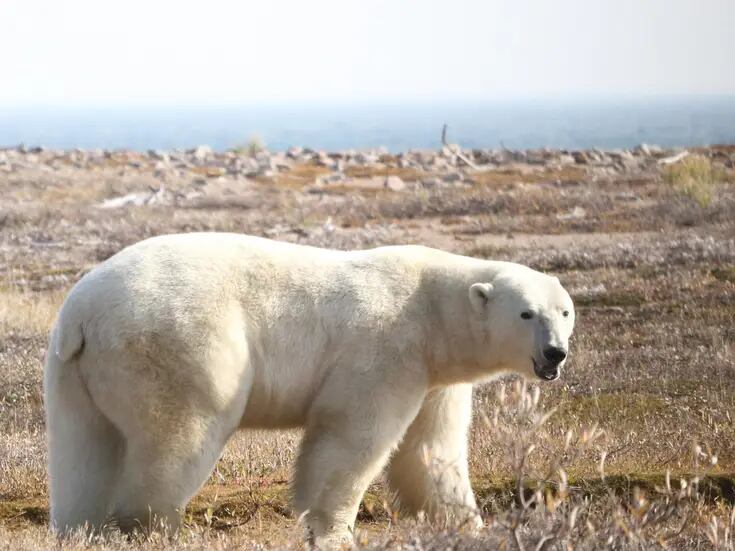 Osos polares enfrentan amenaza de muerte por inanición si el verano ártico se alarga: revela estudio