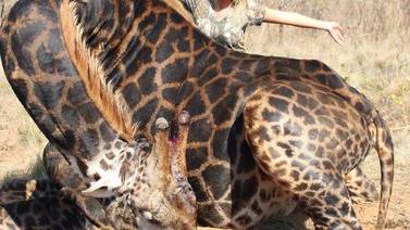 "¡Estaba deliciosa!”, cazadora que publicó foto de jirafa que había matado