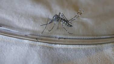 Gobierno de Jamaica declara fase epidémica por Dengue; se registran 565 casos