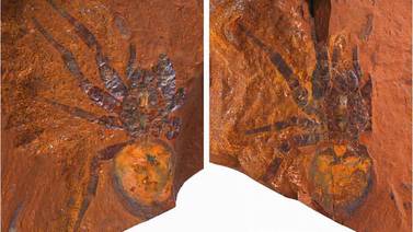 Encuentran fósil de una araña gigante en Australia