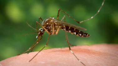 Detectan mosquito de encefalitis en Valle Imperial
