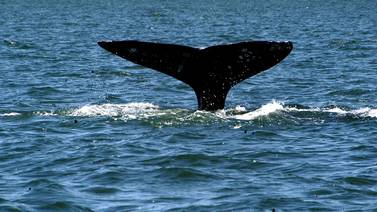 Este mes inicia el avistamiento de la ballena gris 