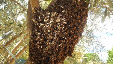 Enjambres de abejas cada vez más comunes en Hermosillo