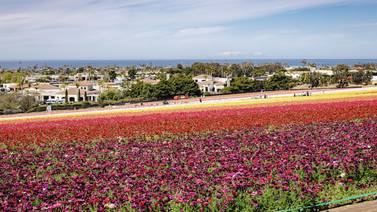 Campo de flores de San Diego tendrá varios eventos este mes