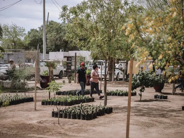 Suman más de 16 mil 500 plantas donadas por el vivero municipal de Lago del Sol