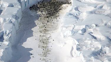 Inteligencia Artificial ayuda a salvar a los pingüinos en la Antartida