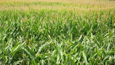 Avanzan cosechas de maíz y cártamo en Valle del Yaqui
