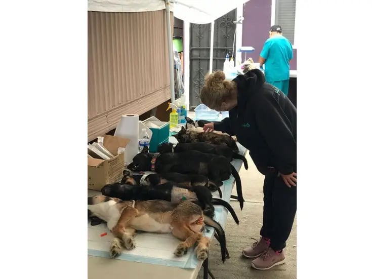 Asociación Huellitas Rosarito promueve la esterilización de perros y gatos