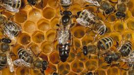 5 datos interesantes sobre las abejas