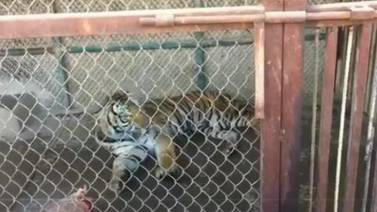 Profepa dice que tigre rescatado en SLRC está en buen estado de salud ante denuncia de maltrato