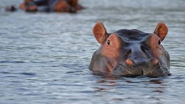Envían hipopótamo macho mexicano a Japón; al llegar, descubren que era hembra