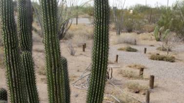 Unesco advierte que muro fronterizo pone en peligro la Reserva de biosfera El Pinacate y Gran Desierto de Altar