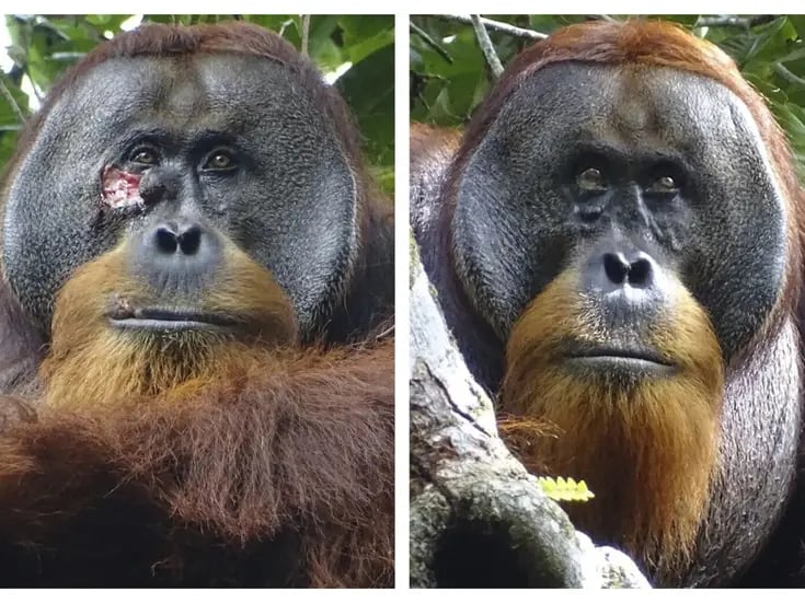 Orangután salvaje usa planta medicinal para curarse de una herida: Científicos