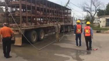 VIDEO: Choca tráiler cargado con cerdos en Navojoa y tumba poste de luz