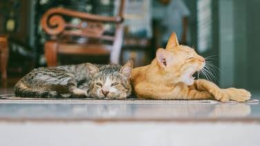 Rescatista pide apoyo para construir 'catio' para gatos