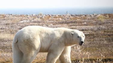 Osos polares enfrentan amenaza de muerte por inanición si el verano ártico se alarga: revela estudio